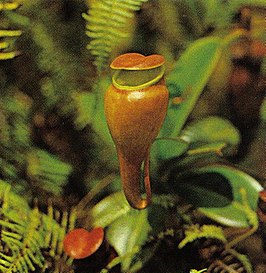 Nepenthes pervillei