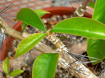 Short shoot of R. grandiflorus (stage D)