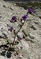 Phacelia calthifolia