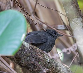 Bruinstuittapaculo