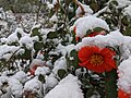 The plant covered in the first snow of fall in zone 5a