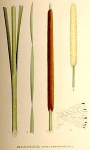 Typha angustifolia.