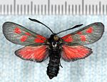 Zygaena viciae – Specimen