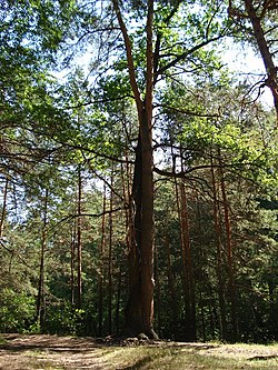 Tree of Love, Tambovsky District