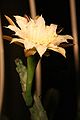 Cereus spegazzinii