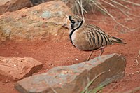 Inland Dotterel