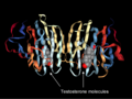 Dimeric sex-hormone-binding-globulin with its testosterone ligands