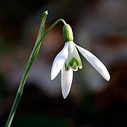 Fleur (clochette ou « lampadaire »).