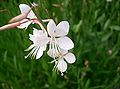 Gaura lidheimeri