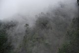 Kabus menyelimuti hutan hujan di Tanah Tinggi Genting, Pahang.