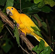 Guaruba guarouba (goudparkiet)