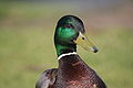 Mallard