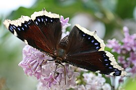 Nymphalis antiopa (Québec)