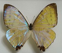 夜光閃蝶 Morpho sulkowskyi