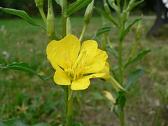 Onagre bisannuel (Oenothera biennis)