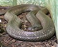 Juvenile King Cobra,