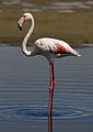 Flamant rose à Walvis Bay