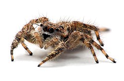 Springspinne (von Kevincollins123)