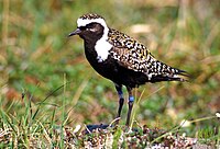 American Golden Plover (male in breeding plumage)