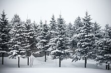 Snow on fir trees.jpg