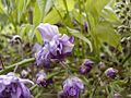 Wisteria floribunda 'Violacea Plena', loreak