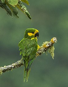 Yellow-eared Parrot.jpg