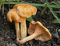 Cantharellaceae: Cantharellus friesii