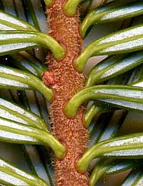 Close-up of shoot from below, showing shoot pubescence and white stomatal bands