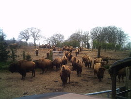 The bison farm