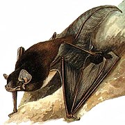 Drawing of brown bat