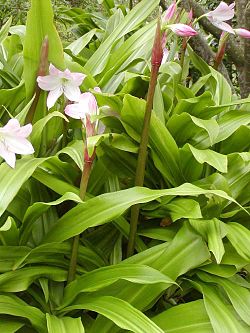 Crinum moorei whole.jpg