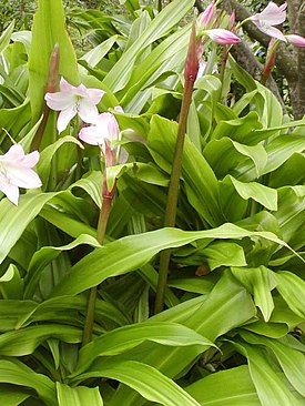 Kapmaankriinumi (Crinum moorei)