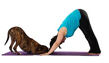 Dog and owner in downward dog pose in a doga session