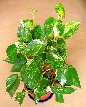 Эпипремнум золотистый (Epipremnum aureum)