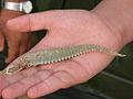 Tail of a spiny-tailed lizard which fell prey to a laggar falcon