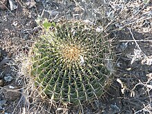 Ferocactus histrix (5730418066).jpg