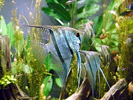 Pterophyllum