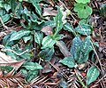 Goodyera oblongifolia - Amérique du Nord