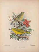 ʻAmakihi di Hawaii (Chlorodrepanis virens)