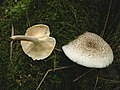 Vignette pour Lentinus