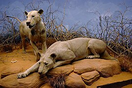 Los devoradores de hombres de Tsavo, disecados y expuestos en el Museo Field de Historia Natural en Chicago.