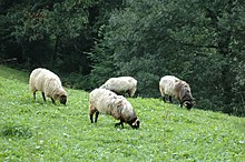 Photo couleur d'un troupeau de moutons à toison longue de couleur blanche à crème et tête noire. Le pâturage d'herbe courte est en pente et bordée d'une forêt de sapins.