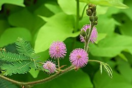 Follaje y cabezas florales de Mimosa pudica