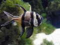 Banggai cardinalfish, Pterapogon kauderni