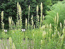 flava rezedo (Reseda lutea)