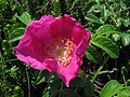 Rosa rugosa