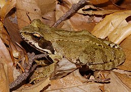 Grenouille rousse.