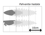 Size estimation