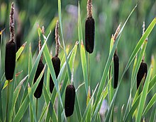 Breitt dunkjevle (Typha latifolia)