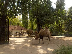 Camellos en el Artis